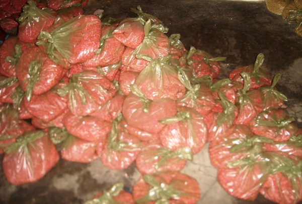 Prefeitura de Cajueiro entrega sementes de milho e feijão para agricultores do Município - Imagem 3