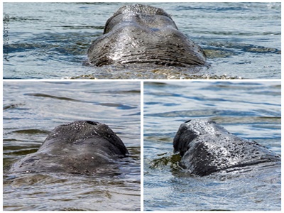 Projeto Pesca Solidária contribui para a conservação do peixe-boi marinho no litoral do Piauí e Ceará - Imagem 7