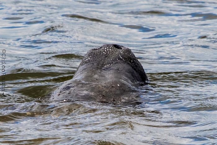 Projeto Pesca Solidária contribui para a conservação do peixe-boi marinho no litoral do Piauí e Ceará - Imagem 3