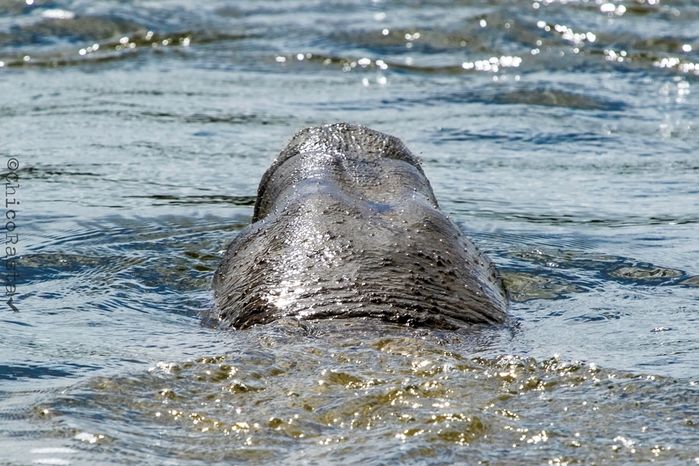 Projeto Pesca Solidária contribui para a conservação do peixe-boi marinho no litoral do Piauí e Ceará - Imagem 4