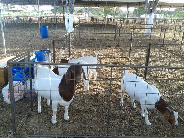 III EXPOEIRAS tem início em Oeiras - Imagem 9