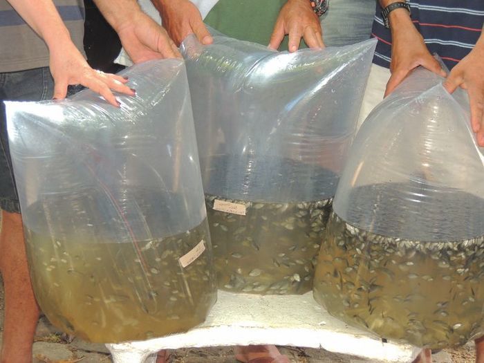 Município distribui milhares de alevinos a piscicultores  - Imagem 8