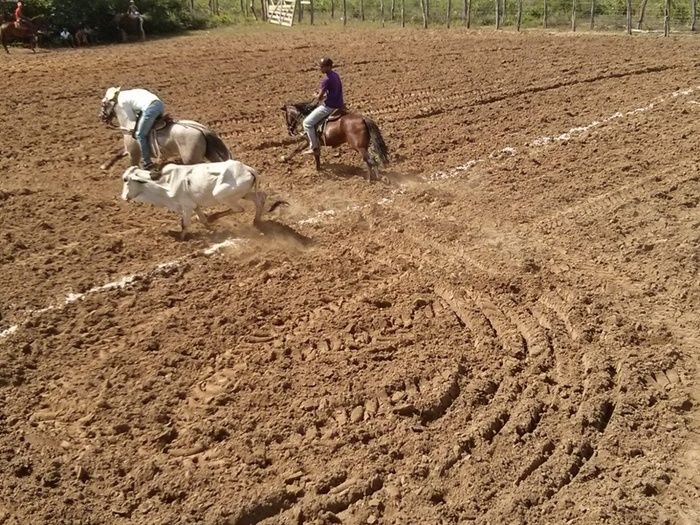 Festejo de Santa Cruz na localidade Palestina. Festa e vaquejada  - Imagem 3