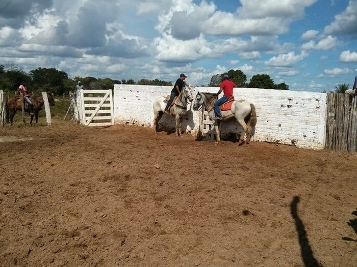Festejo de Santa Cruz na localidade Palestina. Festa e vaquejada  - Imagem 4