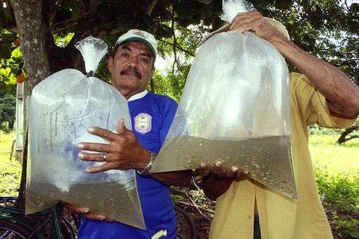  10 mil alevinos são distribuídos pela Prefeitura de Miguel Alves  para piscicultores   - Imagem 5