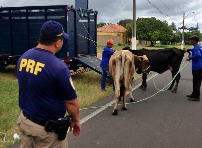 Momento da apreensão dos animais. (Foto: PRF-PI)