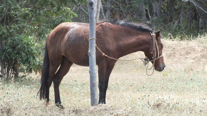 4ª Cavalgada de Dom Expedito Lopes - Imagem 31