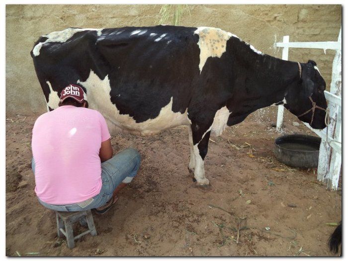 Comemoração 61 anos de Inhuma- Concurso Gado Leiteiro e Show João Cláudio Moreno - Imagem 1
