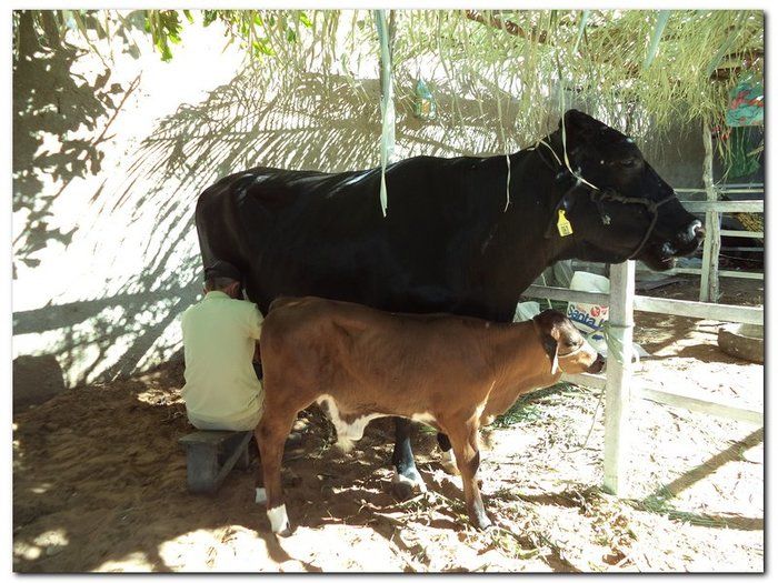 Comemoração 61 anos de Inhuma- Concurso Gado Leiteiro e Show João Cláudio Moreno - Imagem 7