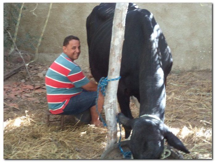 Comemoração 61 anos de Inhuma- Concurso Gado Leiteiro e Show João Cláudio Moreno - Imagem 6