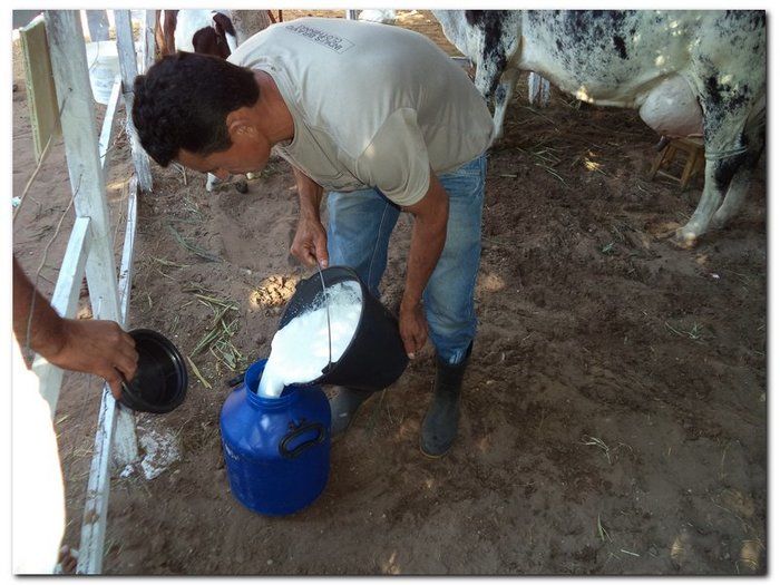 Comemoração 61 anos de Inhuma- Concurso Gado Leiteiro e Show João Cláudio Moreno - Imagem 5