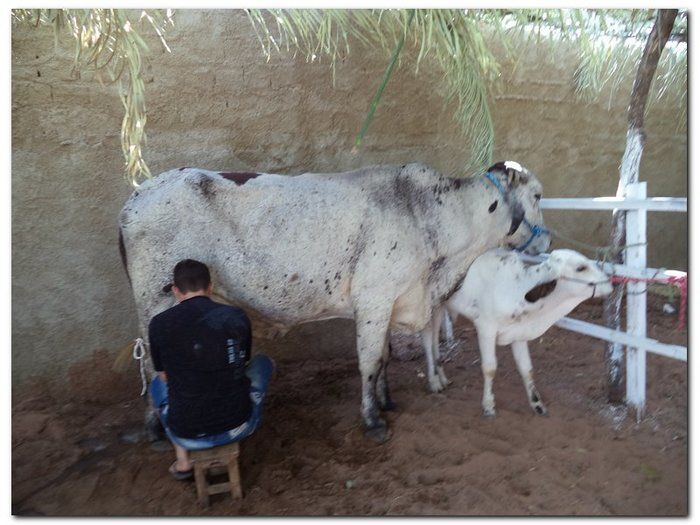 Comemoração 61 anos de Inhuma- Concurso Gado Leiteiro e Show João Cláudio Moreno - Imagem 4