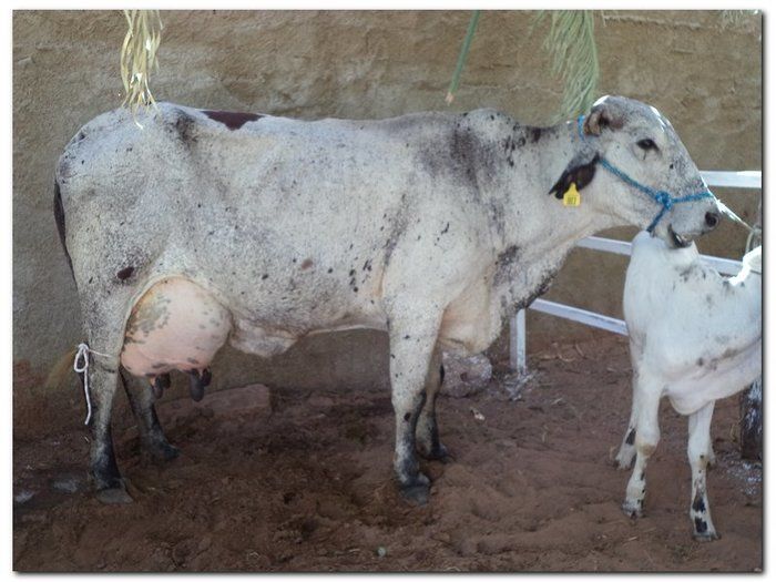 Comemoração 61 anos de Inhuma- Concurso Gado Leiteiro e Show João Cláudio Moreno - Imagem 3