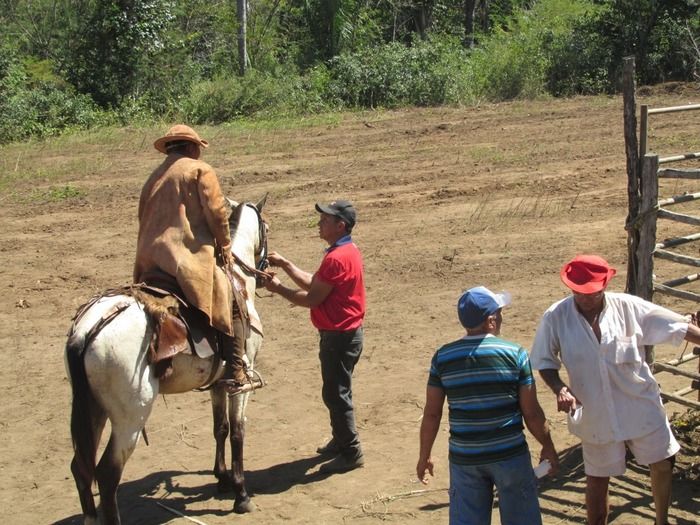 Família tuna Brito Realiza a 3º Pega de Boi na Mata em Tamboril - Imagem 27