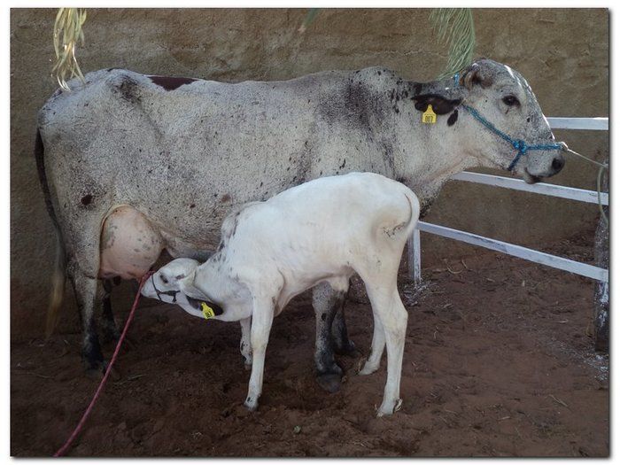 Dr. Moura presenteia população com obra nos 61 anos de Inhuma - Imagem 143