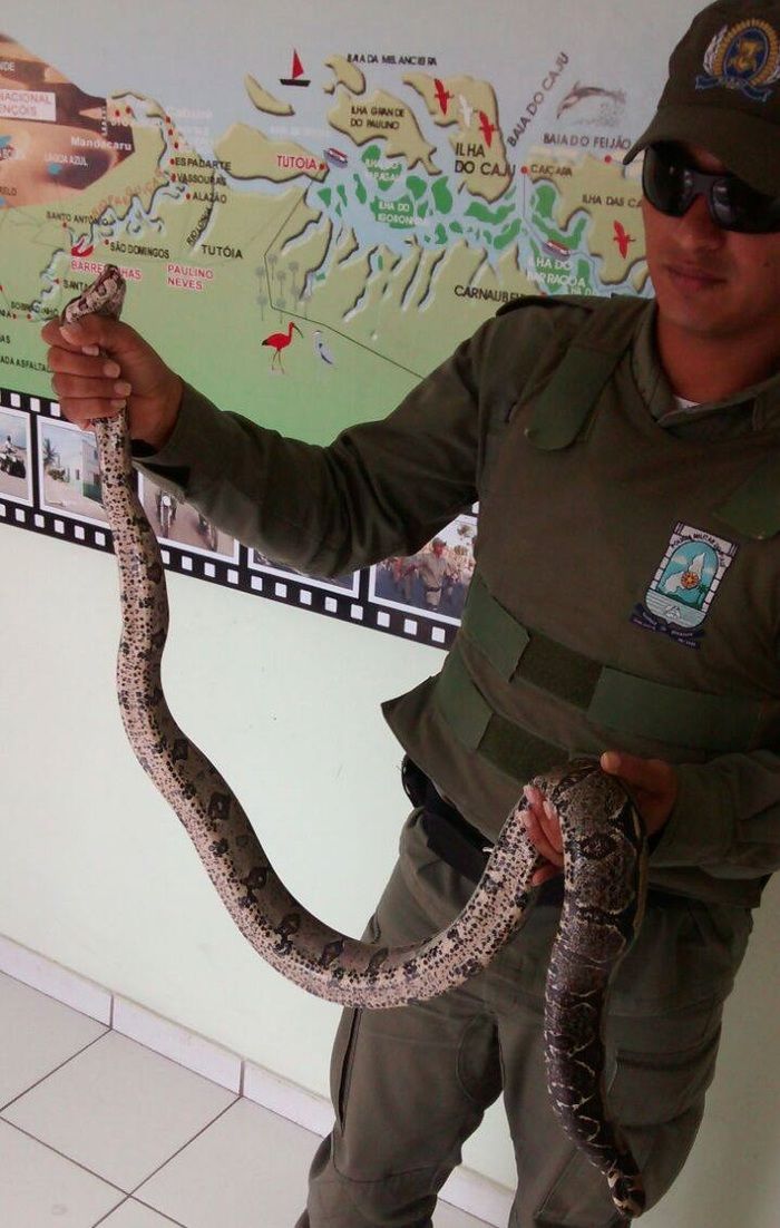 Jiboia é encontrada na zona urbana de Luís Correia - Imagem 1