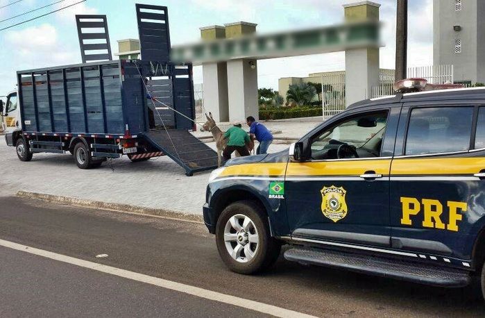 PRF apreende animais em rodovia no litoral do Piauí - Imagem 1