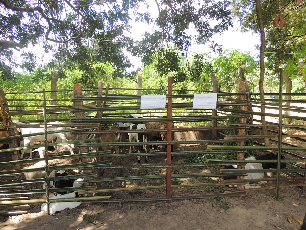 Festa da Produção de Monsenhor Gil   movimenta agricultura familiar do Território Entre Rios - Imagem 21