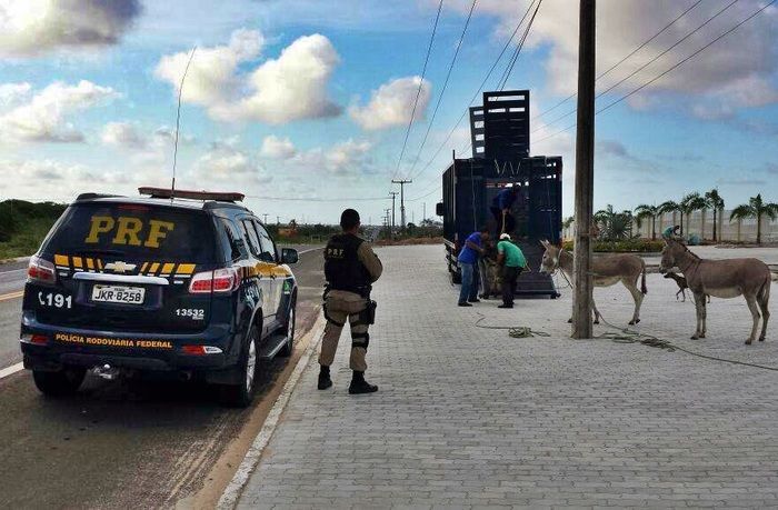 PRF apreende animais em rodovia no litoral do Piauí - Imagem 2