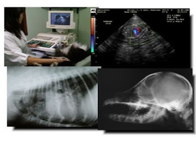 Prefeita Vânia Ribeiro reforça atendimentos de saúde com exames de ultrassom
