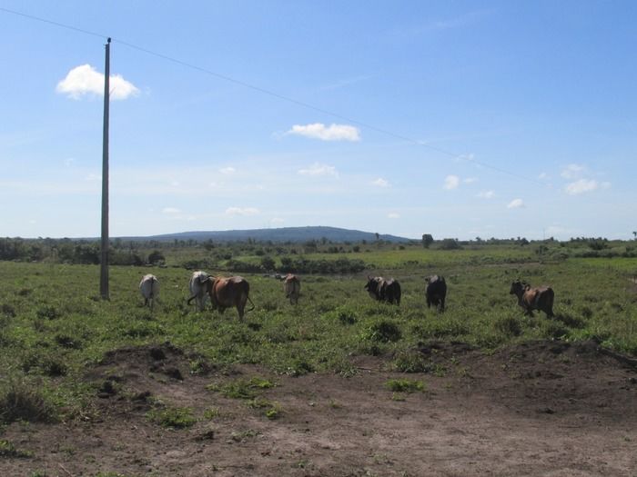 Prefeito Walter Alencar incentiva os Criadores de Gado na vacinação contra a Febre Aftosa - Imagem 10