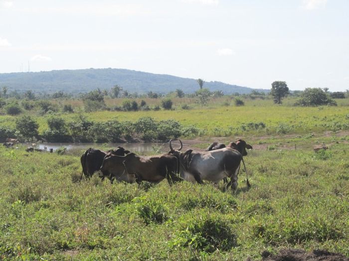Prefeito Walter Alencar incentiva os Criadores de Gado na vacinação contra a Febre Aftosa - Imagem 11