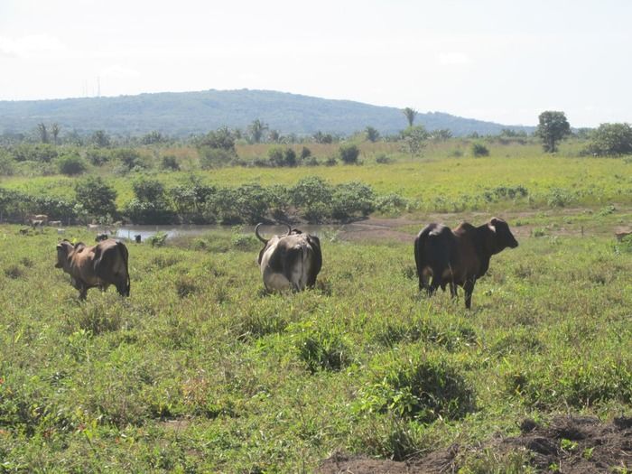 Prefeito Walter Alencar incentiva os Criadores de Gado na vacinação contra a Febre Aftosa - Imagem 12