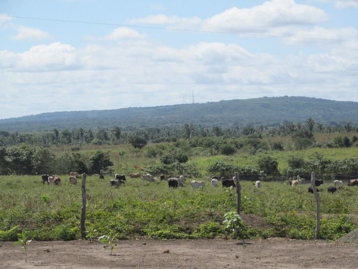 Prefeito Walter Alencar incentiva os Criadores de Gado na vacinação contra a Febre Aftosa - Imagem 15