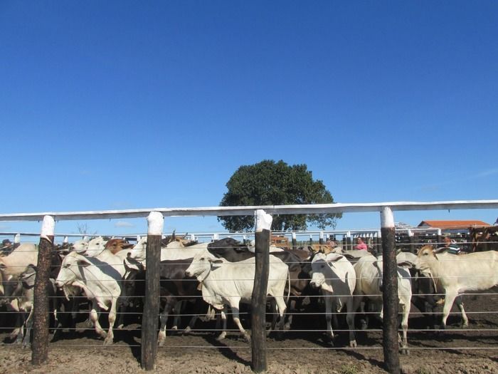 Prefeito Walter Alencar incentiva os Criadores de Gado na vacinação contra a Febre Aftosa - Imagem 13