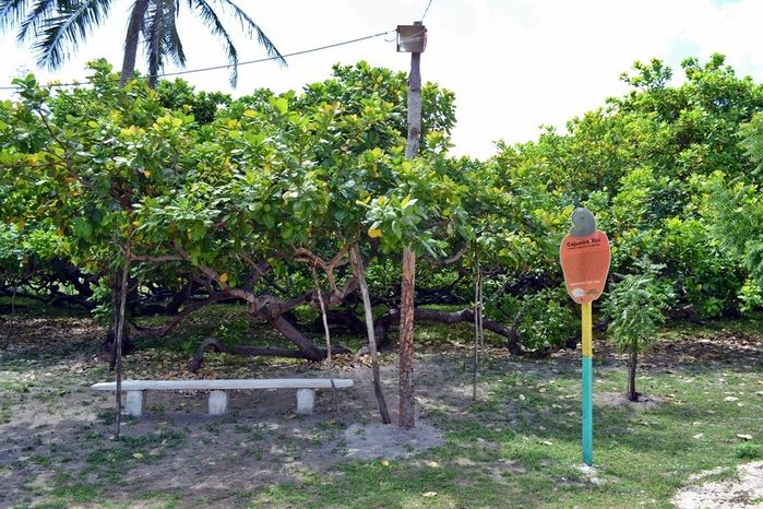 Cajueiro Rei, em Cajueiro da Praia. (Foto: Kairo Amaral)
