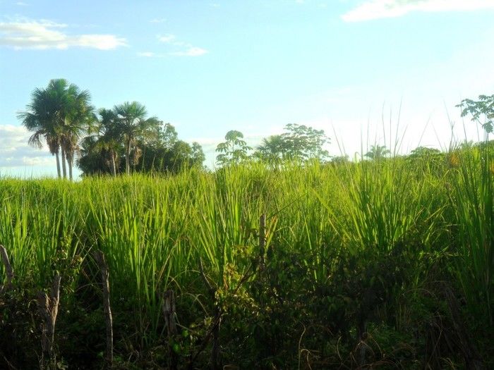 Boa Hora, Capital Nordestina da Rapadura e dos verdes canaviais - Imagem 12