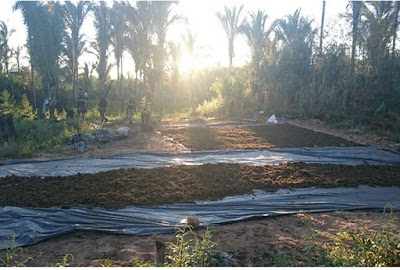 1680kg de Maconha prensada foram apreendidos em Fazenda em Miguel Leão - Imagem 2