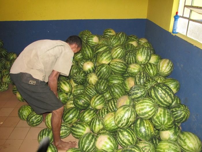 Prefeitura entrega 12 mil quilos de Melancia as pessoas de Baixa Renda - Imagem 5