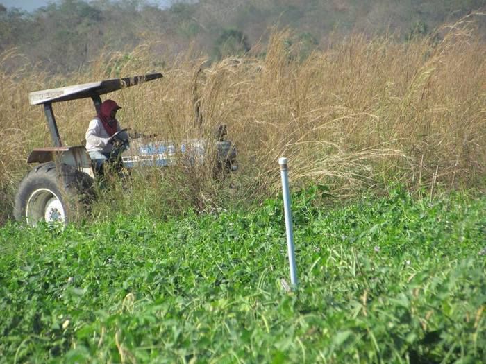 Prefeitura de Barras incentiva produtores da zona rural com reativação de campo agrícola - Imagem 3