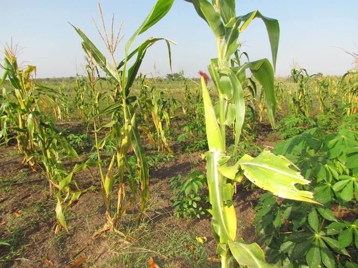 Prefeitura de Barras incentiva produtores da zona rural com reativação de campo agrícola - Imagem 6