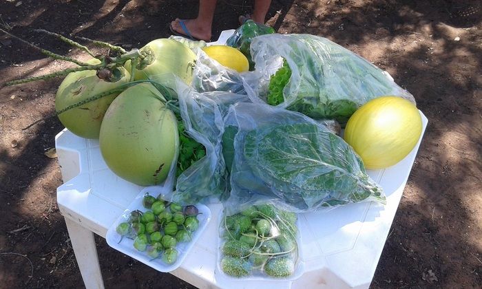 Produtores rurais de Oeiras participam de capacitação em hortas orgânicas - Imagem 15