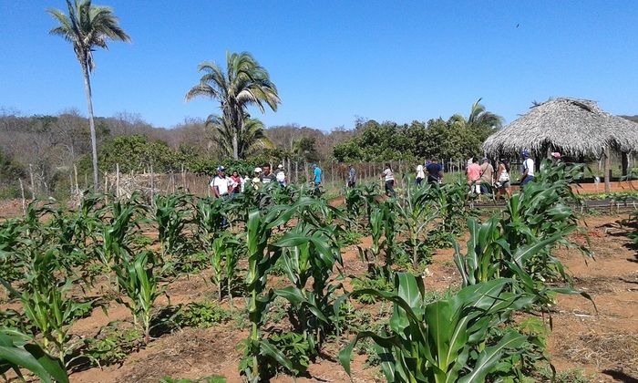 Produtores rurais de Oeiras participam de capacitação em hortas orgânicas - Imagem 10