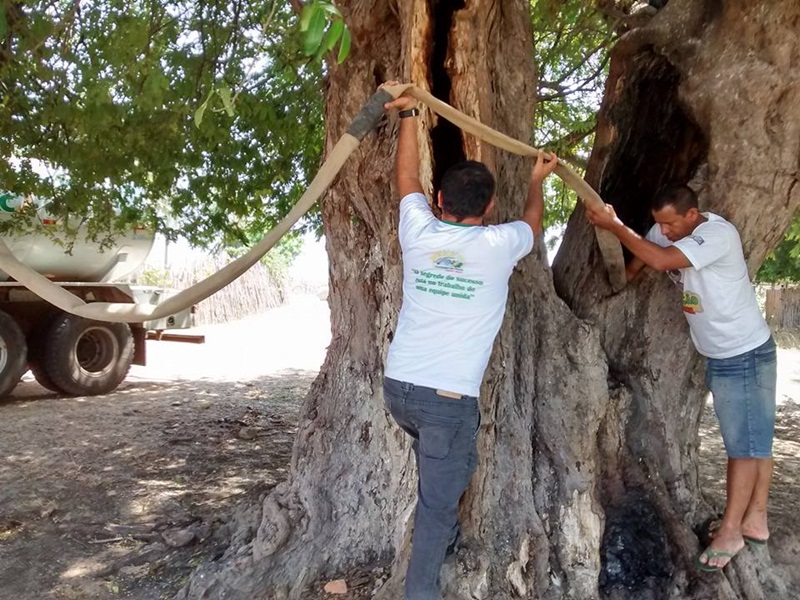 Árvore Centenária de Cajueiro da Praia é Alvo de incêndio 