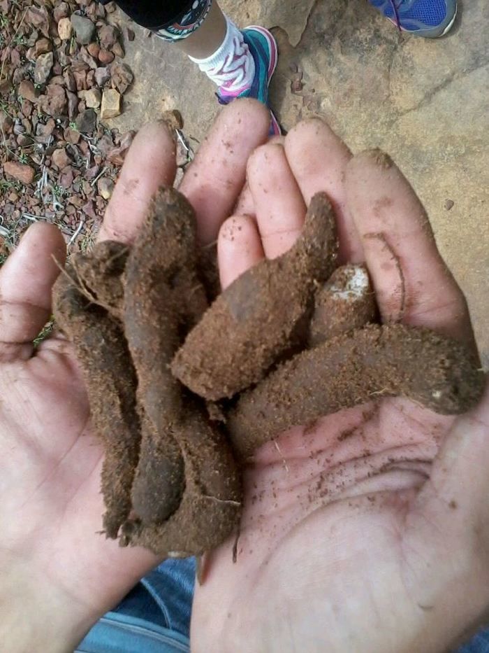 Alunos da UFPI visitam pinturas rupestres em Dom Expedito Lopes - Imagem 82