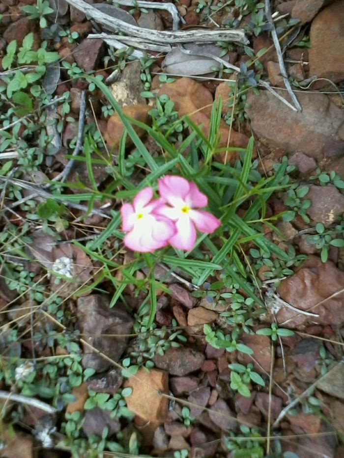 Alunos da UFPI visitam pinturas rupestres em Dom Expedito Lopes - Imagem 85