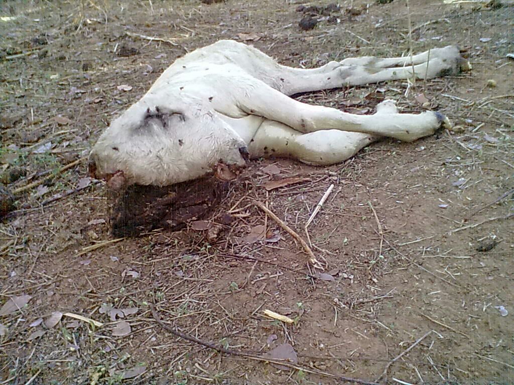 Bezerro nasce com duas cabeças no interior de Santa Rosa do Piauí