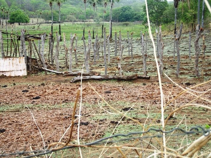 Chuvas começam a cair e animam agricultores de São João da Varjota - Imagem 10