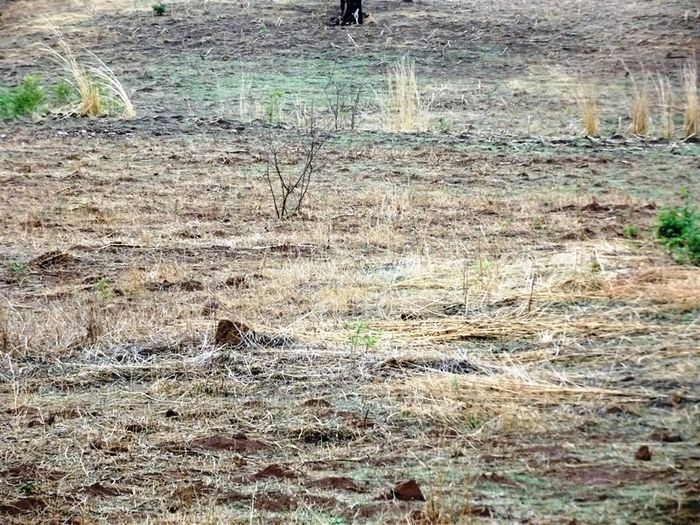 Chuvas começam a cair e animam agricultores de São João da Varjota - Imagem 5