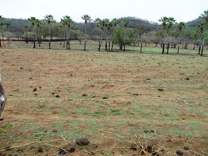 Chuvas começam a cair e animam agricultores de São João da Varjota - Imagem 17