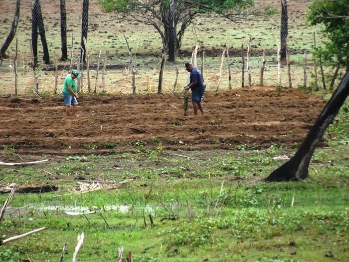 Chuvas começam a cair e animam agricultores de São João da Varjota - Imagem 11