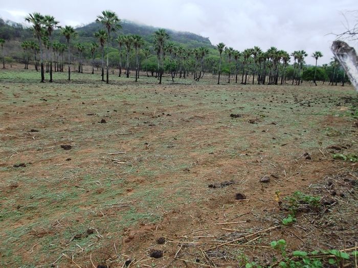 Chuvas começam a cair e animam agricultores de São João da Varjota - Imagem 18