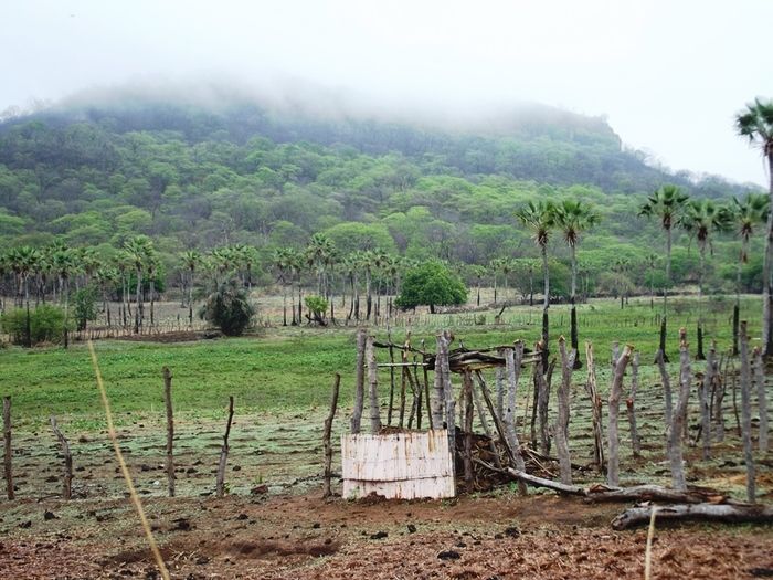 Chuvas começam a cair e animam agricultores de São João da Varjota - Imagem 7
