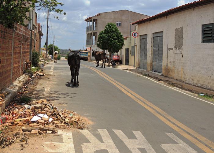 Semáforos poderão ser confundidos como árvores de natal suspensas - Imagem 3