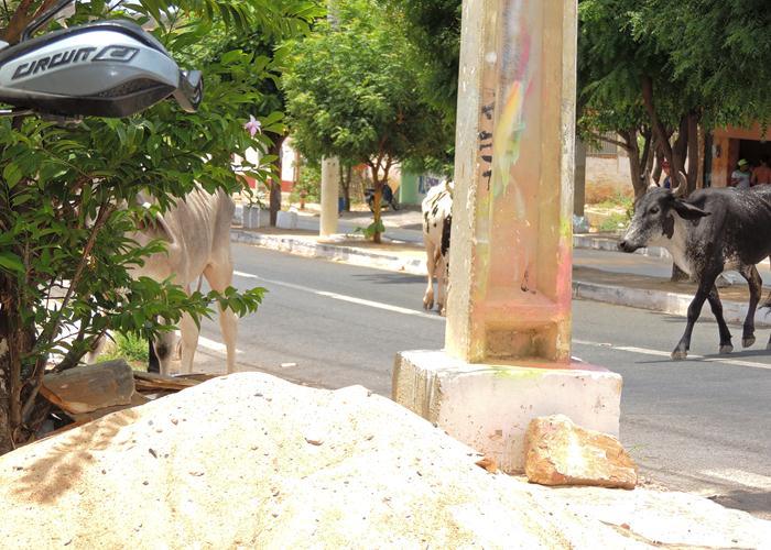 Semáforos poderão ser confundidos como árvores de natal suspensas - Imagem 1