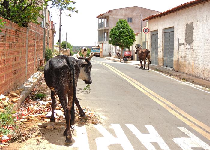 Semáforos poderão ser confundidos como árvores de natal suspensas - Imagem 2